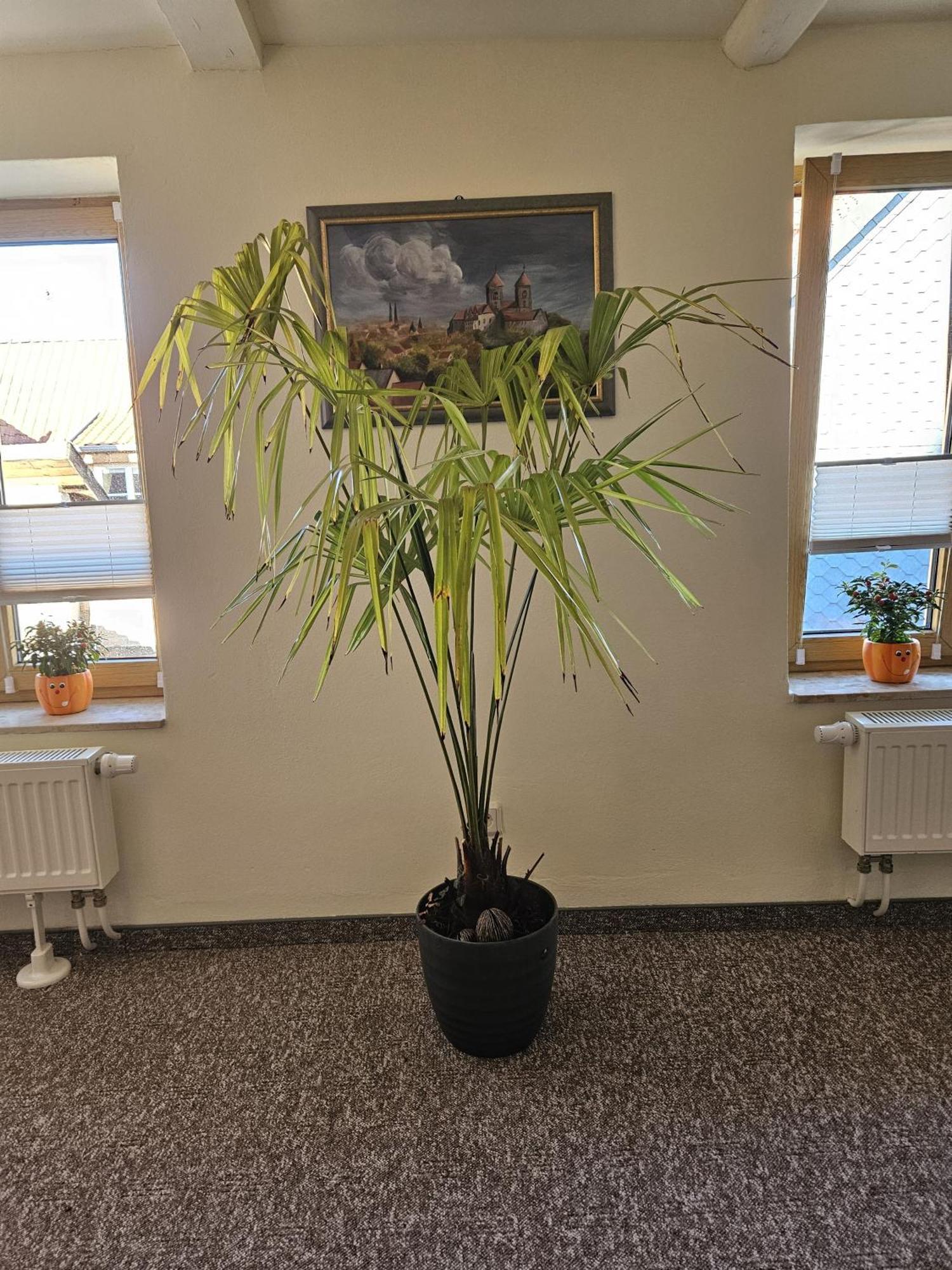 Ferienwohnung Goldstr.7 クヴェードリンブルク エクステリア 写真